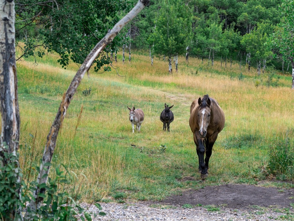 210 Upper Kelly Creek Road, Bozeman MT 59715