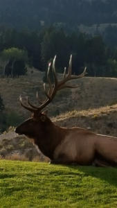 Bridger Canyon Hunting