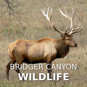 Bridger Canyon Wildlife