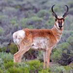 pronghorn-antelope
