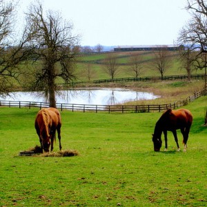 Bridger Canyon Horse Properties