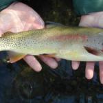yellowstone-cutthroat-trout